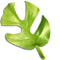 Leaf 5